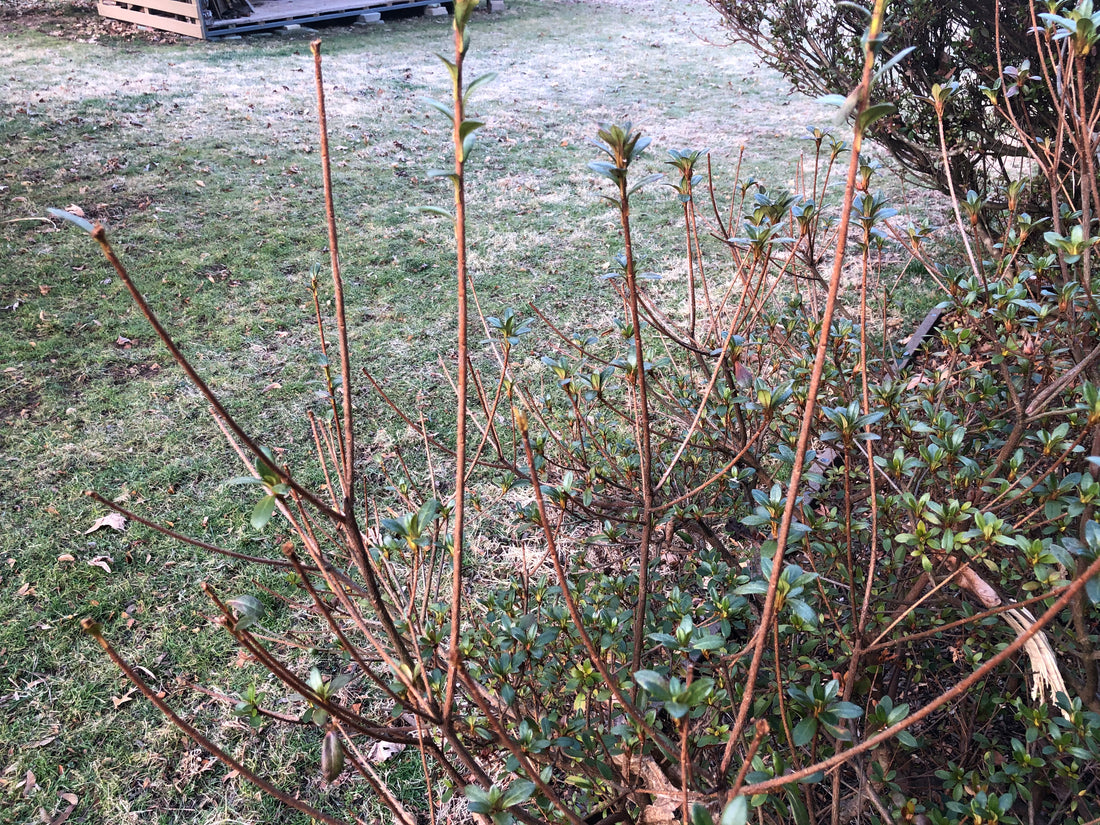 Springtime scene with minimal snow in a garden. Spring brings increased deer activity; learn how to protect your garden with Deer-Terrent