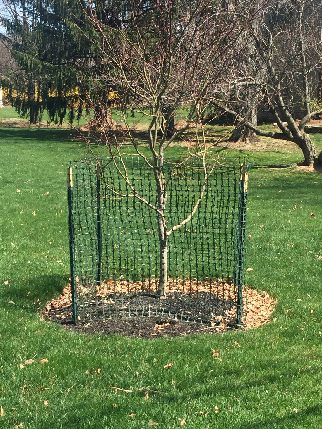 Comparison of deer netting and deer fencing for garden protection. Discover the best methods for keeping deer out with Deer-Terrent