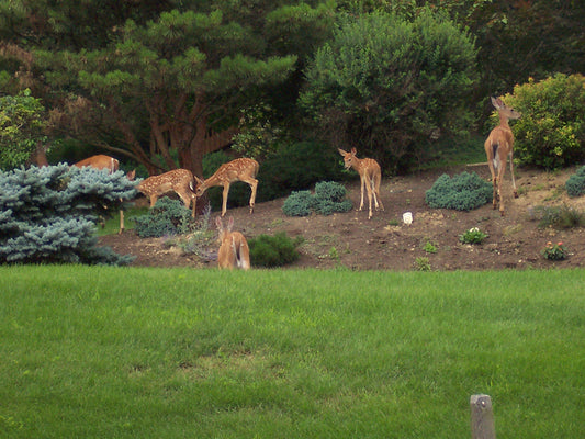 Protecting Plants for Winter: Essential Tips for Frost and Deer