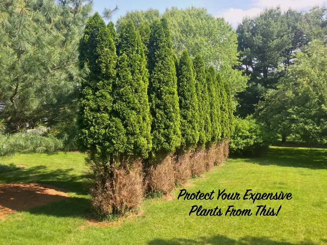 Protect your expensive plants from deer