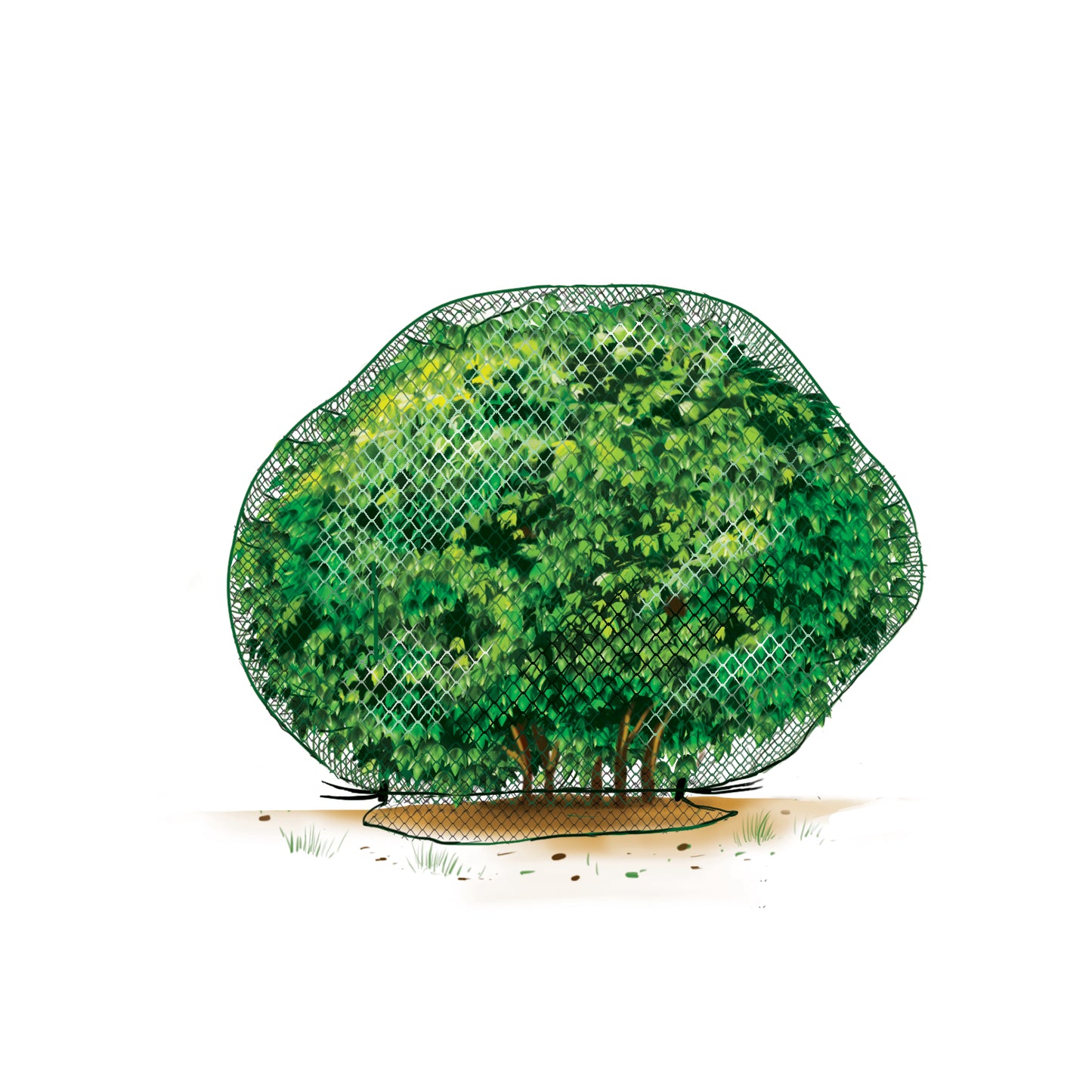 Deer-Terrent Netting Cover - Large Size for Plants Up To 5 Feet High