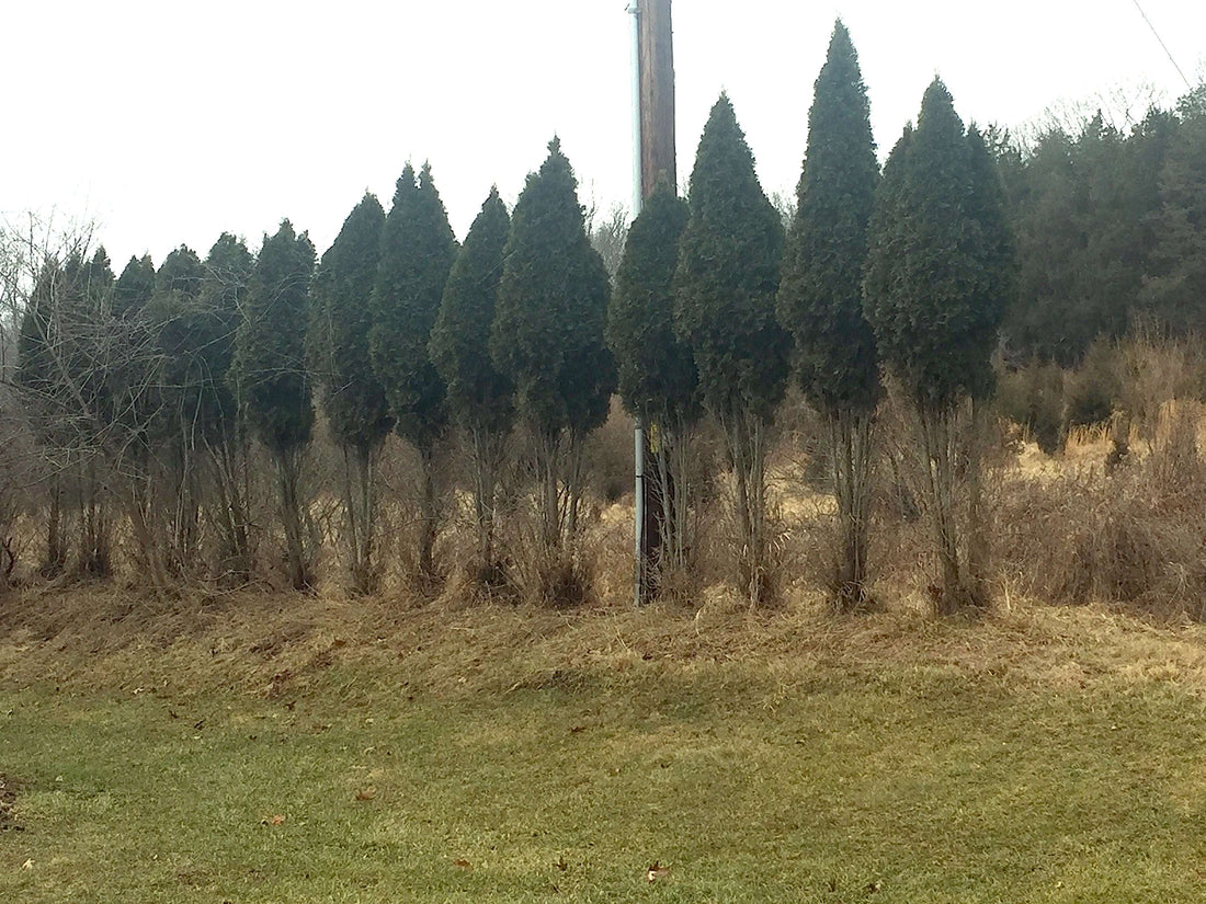 7 Plants Deer Will Destroy This Winter (And How to Protect All of Them)