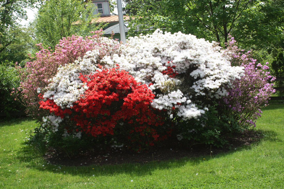 Deer Netting vs. Deer Spray: Which Actually Works Better for Your Garden?