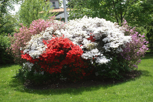 Deer Netting vs. Deer Spray: Which Actually Works Better for Your Garden?