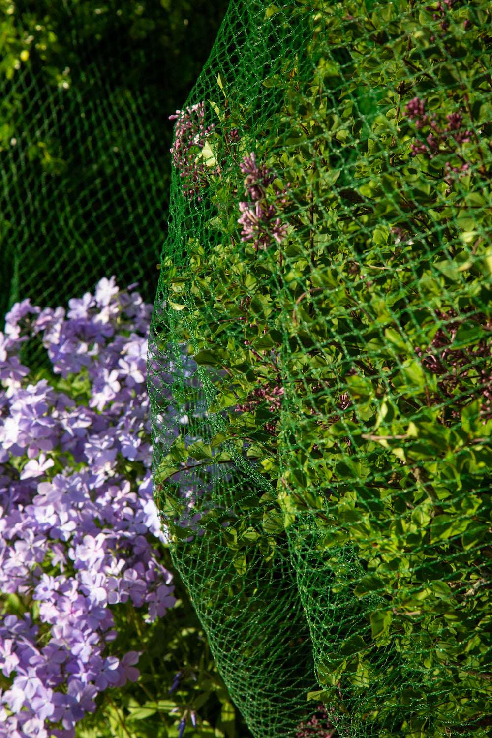Deer-Terrent Plant Netting Cover - Protects Shrubs Up To 3 Feet Tall