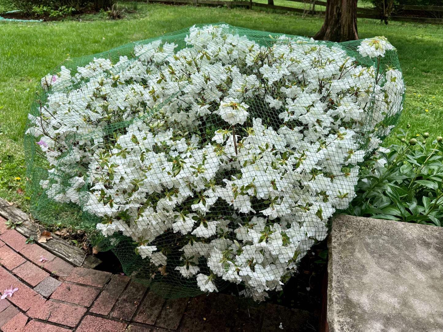 Deer-Terrent Plant Netting Cover- Medium 8' X 8' For Plants Up To 3.5'-4.0' High. Free Shipping When Ordering More Than 1 Product.