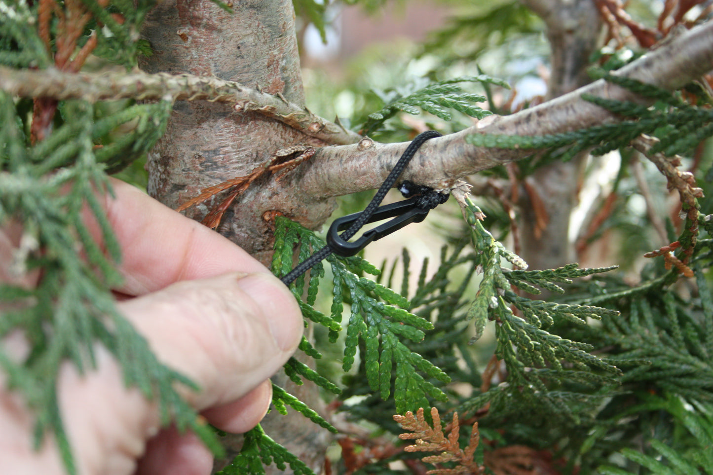 Arborvitae Netting Wrap