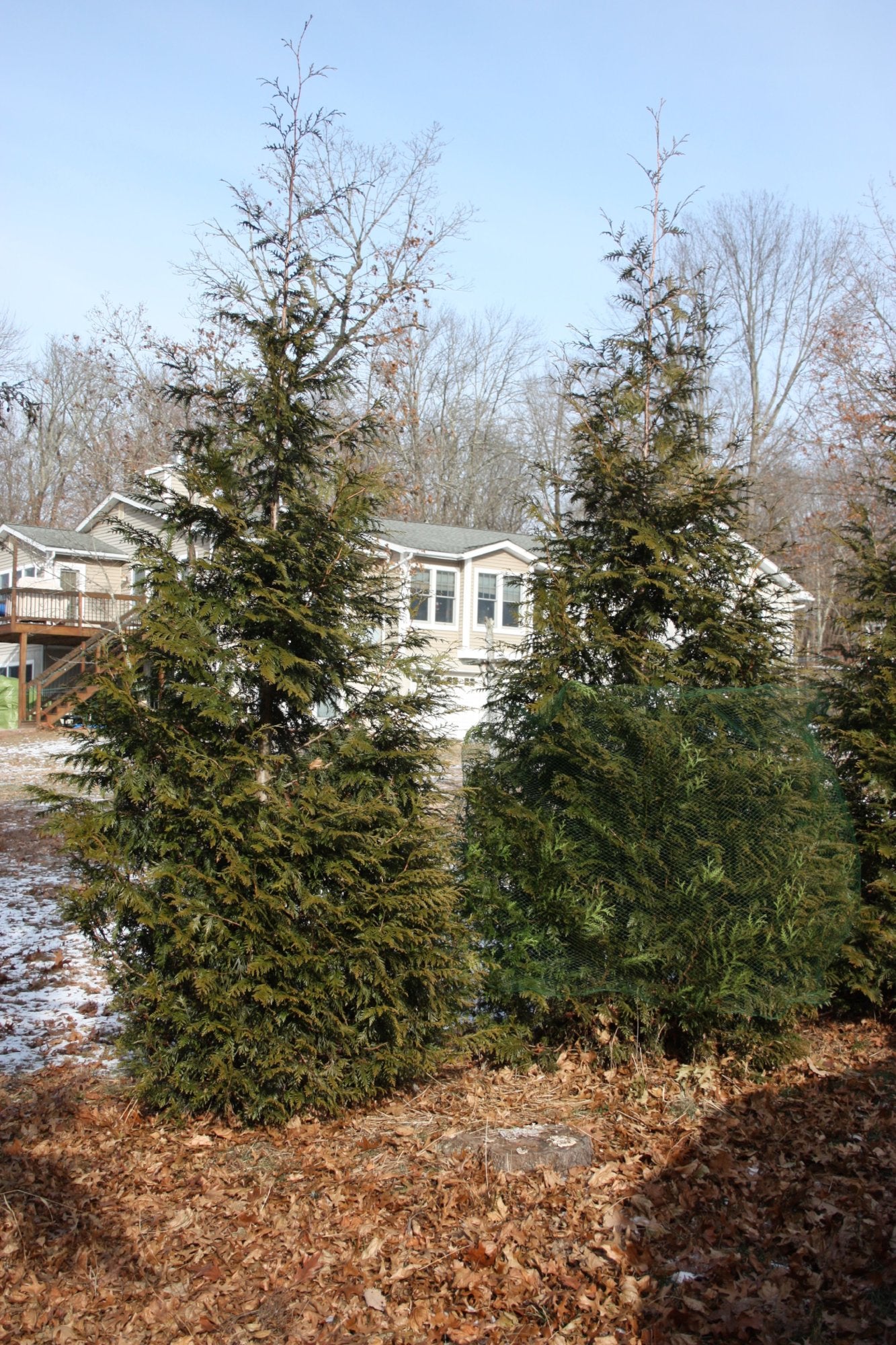 Arborvitae Netting Wrap